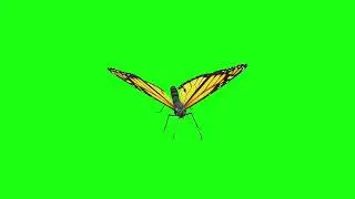 Butterfly Green screen l HD