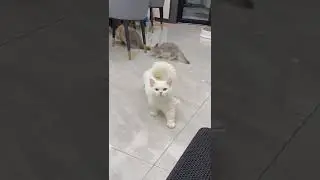 Cat sound nice 