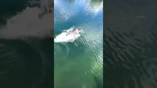OmG!!! Fish gone Crazy