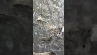 Catfishing video 2022