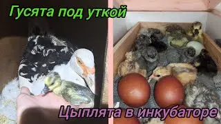 Вылупились гусята и цыплята!