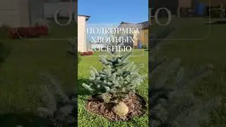 Осенняя подкормка хвойных #garden #сад #хвойные #хвойныерастения