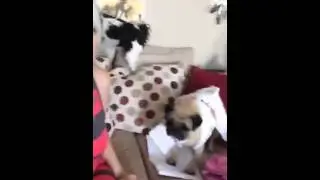 Ugly Shoes & Dog Harnesses, From our Periscope Broadcast, July 21