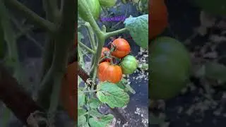 Помидорная плантация начинает давать урожай!)