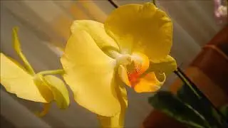 Мой фильм Мои маленькие радости