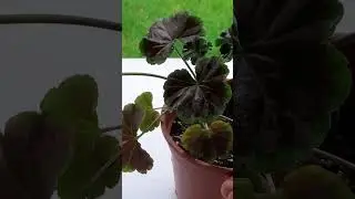 Пеларгония Черный Бархат
