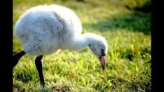 Chilean flamingo Chick