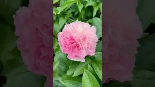“Lois Choice” 💗💛Награды:Золотая Медаль Американского общества пионоводов 2017 г.