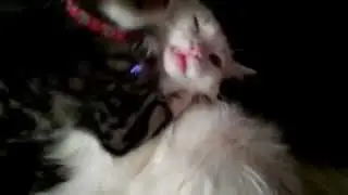 The Vampire Cats Affair (10 week old kitten behavior)   熱情的吸血鬼貓咪