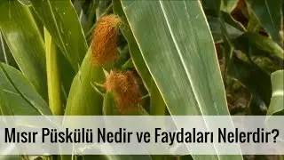Mısır Püskülü Nedir ve Faydaları Nelerdir ?