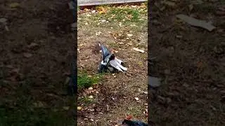 Голубь дерется с голубем за еду, такое вы не видели