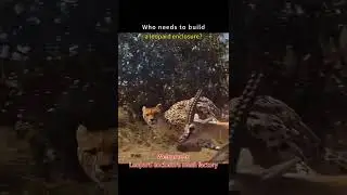 leopards #enclosure  #fencing #leopard