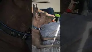 Xolo dog sings to Mozart's music 🎼