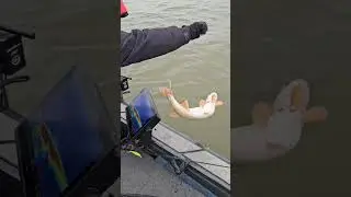 Пусть нерестится извините ,что помешали.