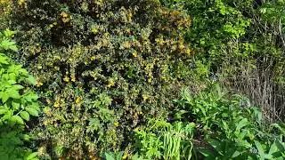 Chilean fire bush to haw thorn flowers