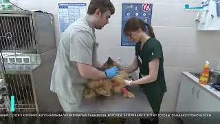 Хвостатых жителей Курортного района Петербурга обеспечили надежной ветеринарной помощью