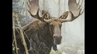 Охота на лося, лучше моменты,moose hunting