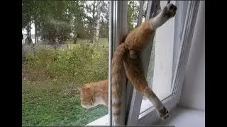 Кот застрял |приколы с кошками| #shorts