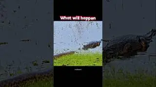 crocodile vs python 