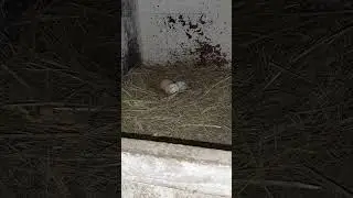 Сбор яиц! #сборяиц