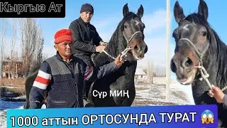КАРА КАШКА САТЫЛДЫ