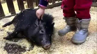 В гостях у поросят 🐷🐷🐷