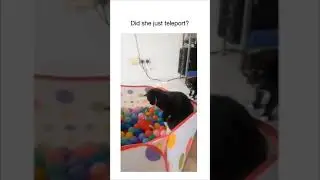 Cat learned teleportation