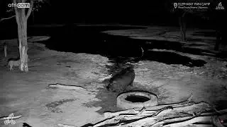 Silent Stalker: Lion Watches Hippo at Elephant Pan