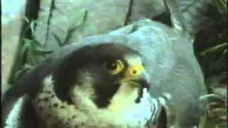 BBC Wildlife on Two Peregrine Falcon part2