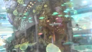 Рыбы
