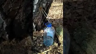 Сок.. березовый