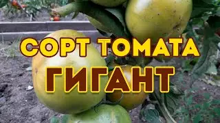 Сорт томата Гигант! Полный видео обзор сорта