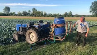 Капуста вже по пояс! Боротьба з гризунами продовжується! Підживлюємо капуста мікродобривом