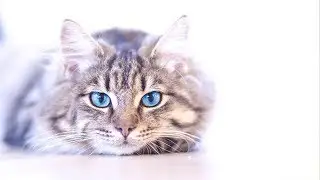 Кот дорогу перешёл... -  Наталия Лансере- Детская песня. / Best Children Songs - ПЕСНЯ ПРО КОТА