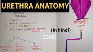 Urethra - 1 | Male Urethra