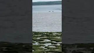 морские зайцы в дикой природе.
