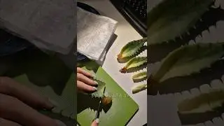 можно ли укоренить алоэ в воде? 