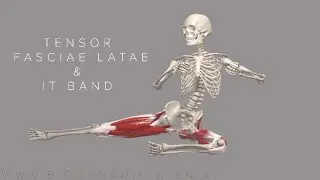Tensor Fasciae Latae & IT Band Basics 4k Animation