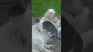 ...вот Вам и ..как кошка с собакой?!!!  Всем бы так!