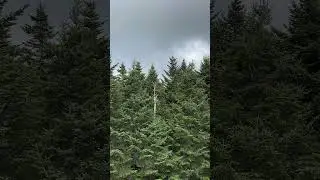 Gatlinburg, TN (4) #shortvideo #shortsvideo #shorts #short