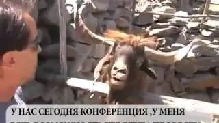 Шокирующее МЛМ Видео!!!
