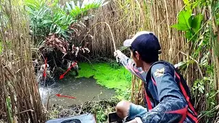 Adu tarik.!!!pemancing sangat beruntung sampai di spot ini ikanya berlimpah