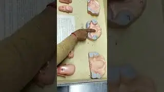 Development of Tongue