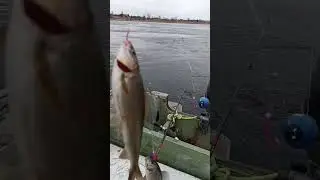 дуплет хариус