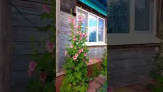 ЦВЕТЁТ МАЛЬВА