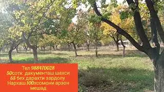 Боги фруши дар Чилгази(ганчак)50 сотик