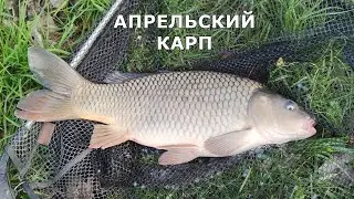 Апрельский карп