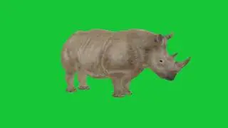 Rhinoceros Green Screen Stock Video Footage
