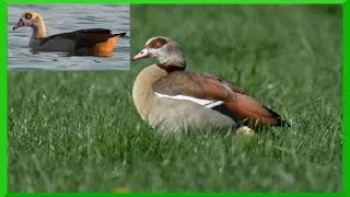Nilgans - Alopochen aegyptiacus