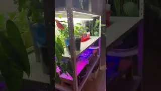 Стеллаж для рассады